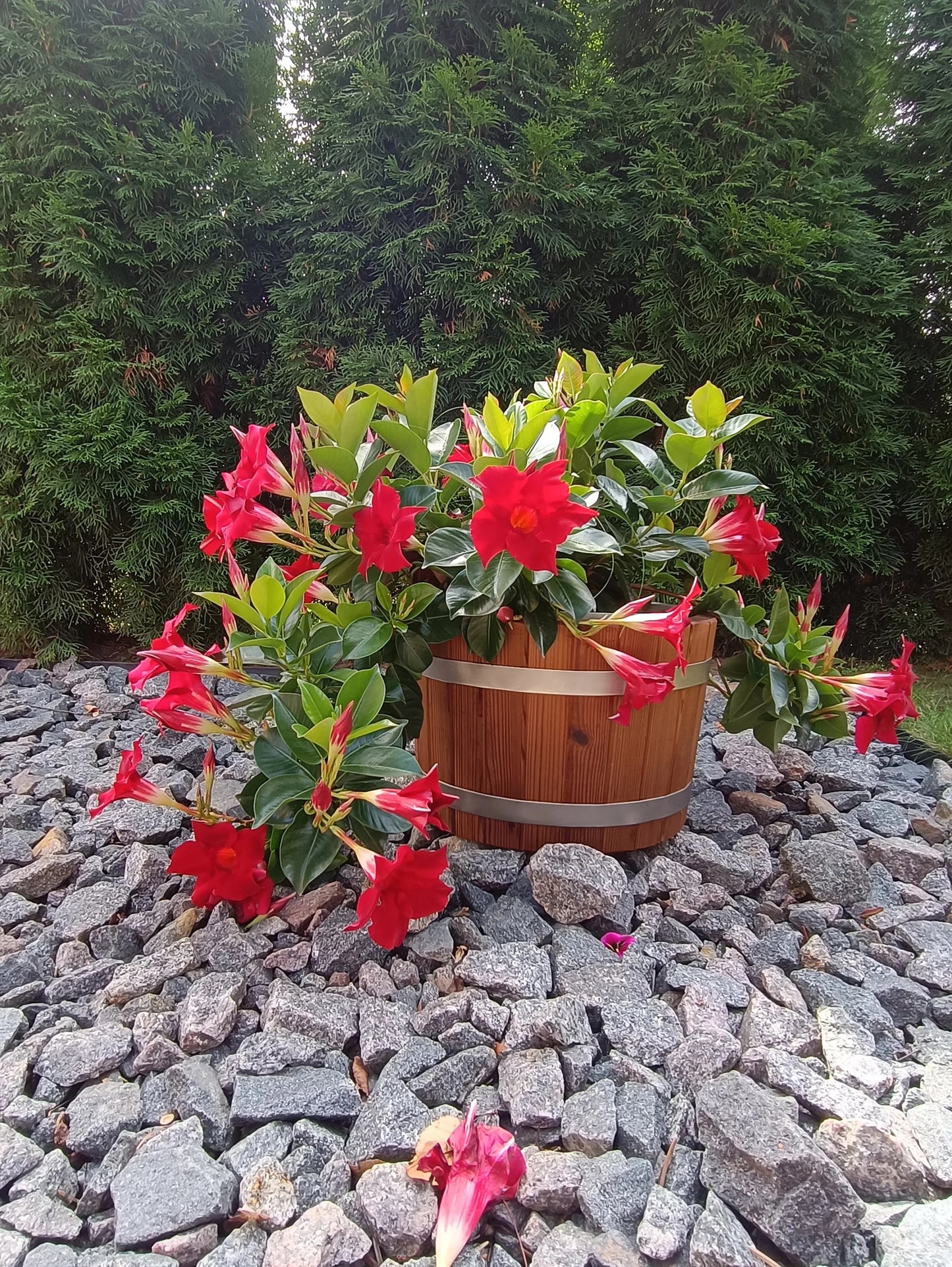 Wooden flower  pot / Flower planter /  indoor, outdoor.