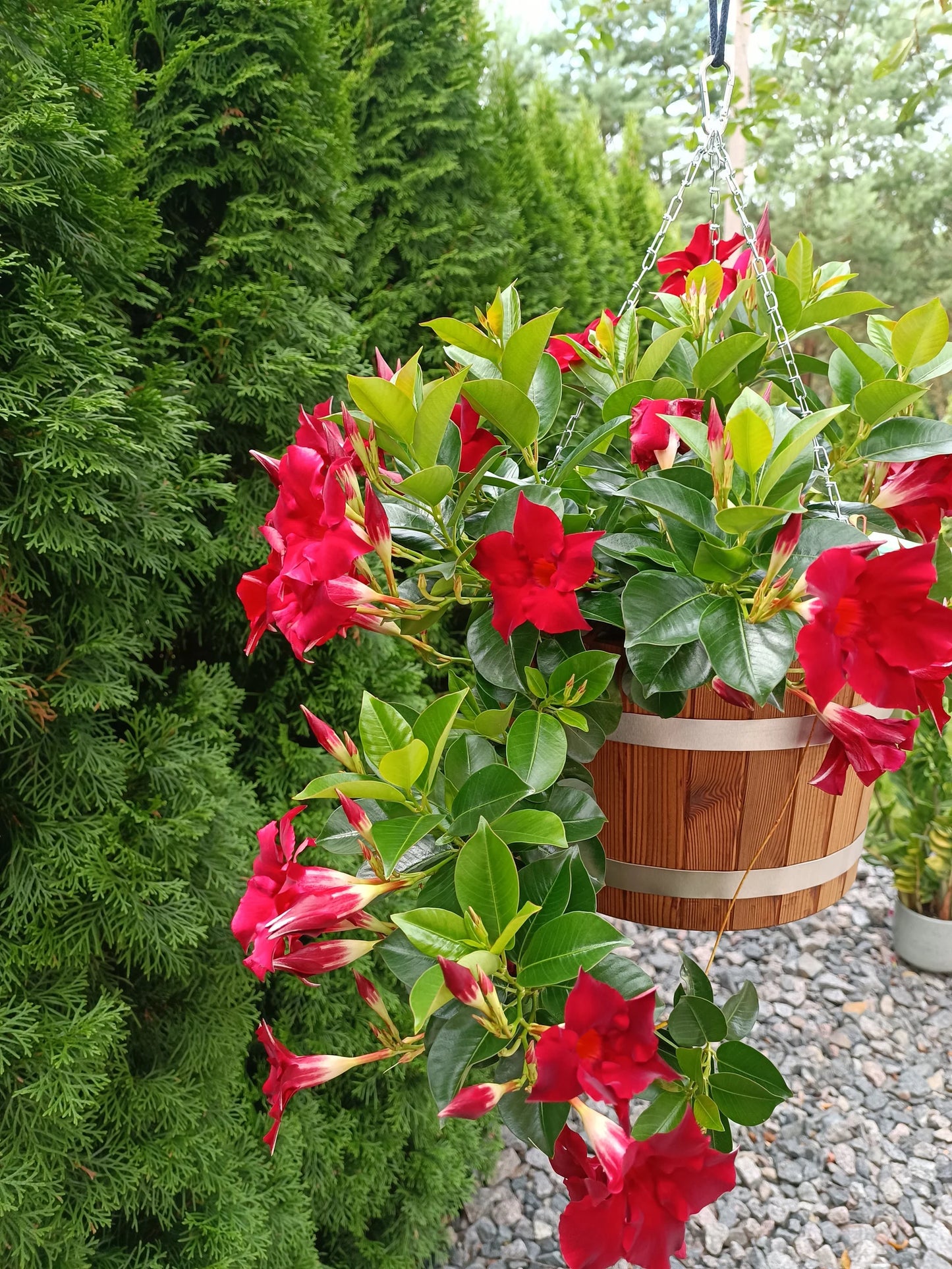 Hanging flower  pot / hanging flower planter